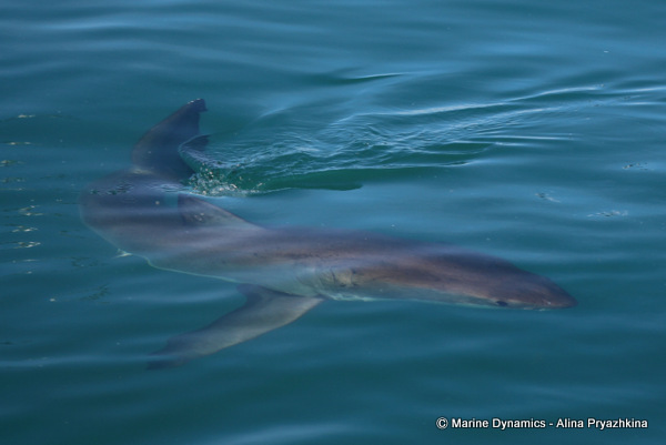 Great white shark, Ganbsaai, South Africa